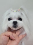 pet salon 몽끌