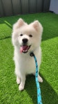 스테이영 애견유치원 강아지유치원 애견호텔