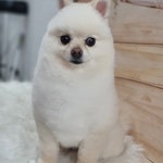 애견샵 붐