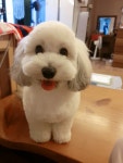 산두로펫살롱