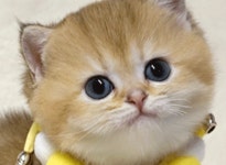 라온캣 부산화명점