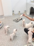 숭구리댕댕