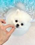 밍그루밍 애견미용실