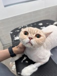 함께냥 성남점