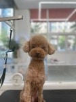 멍블라썸