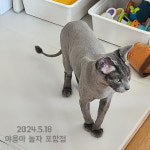 야옹아놀자 포항점