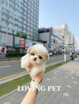 러빙펫 강아지분양 시흥배곧본점