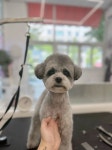 멍블라썸