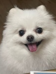 도그슈퍼마캣