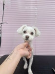 멍블라썸