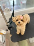 멍블라썸