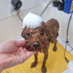 꽃댕댕싸롱