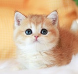 의정부고양이분양 나비캣