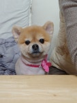 펫아지트