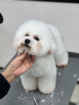 펫아지트