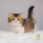 수원고양이전문분양 가토캣슬 광교용인점