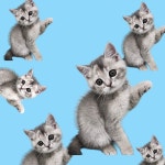 퍼피럽 강아지분양 고양이분양 군산본점