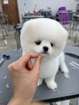 펫아지트