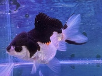 대청애견수족관