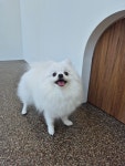 비앤비그루밍