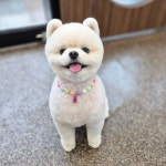 비앤비그루밍