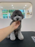 댕끌림