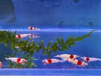 대청애견수족관