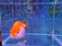 대청애견수족관