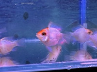 대청애견수족관