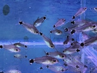 대청애견수족관