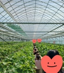 장태산현주네딸기농장