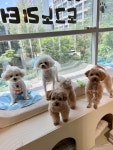 도그노리터