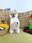 머무름 펫
