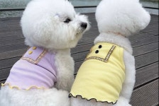 에브리퍼피2호점