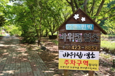 바위집염소