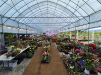 선영이네 꽃과 나무