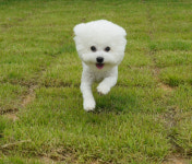 프리댕 애견유치원 / 호텔 / 미용