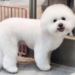 펫코스