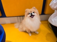 피터펫카페 논현점