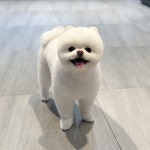 펫코스