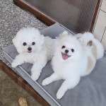 멍스테이션