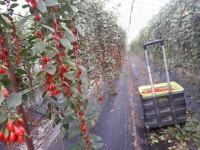 오번리탁구네농장 구기자맥문동재배