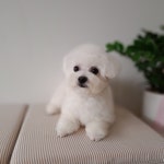 연지곤지 그루밍샵