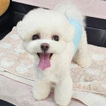 예쁘개해줄개