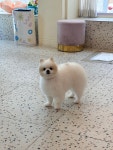 산두로펫살롱
