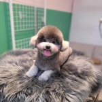 도도하개 마곡점