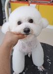 위드독스샵