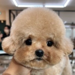 코코넨네펫미용샵