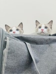 고양이미용 봄날냥