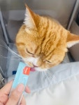 고양이미용 봄날냥